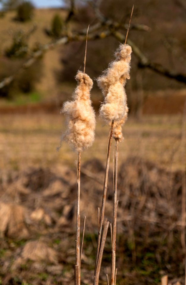 Rohrkolben bei Lupburg (259502193)
