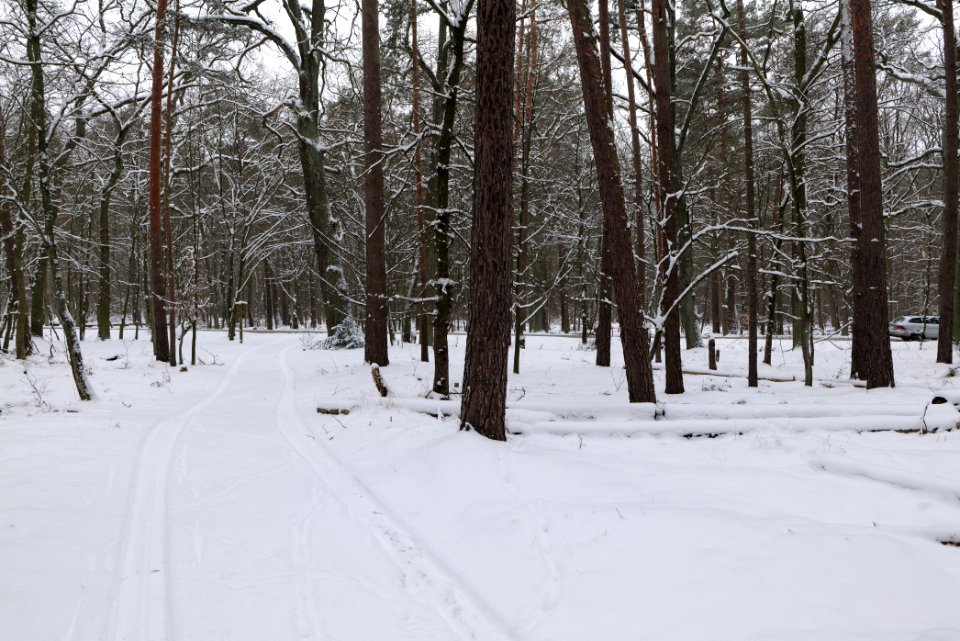 Rohrpfuhl nature reserve with snow 2021-02-09 18