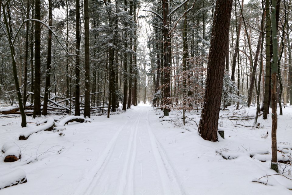 Rohrpfuhl nature reserve with snow 2021-02-09 11