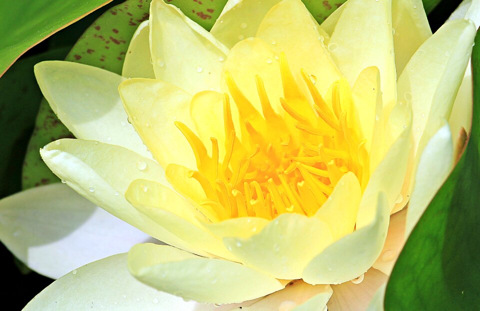 Blossom bloom pond