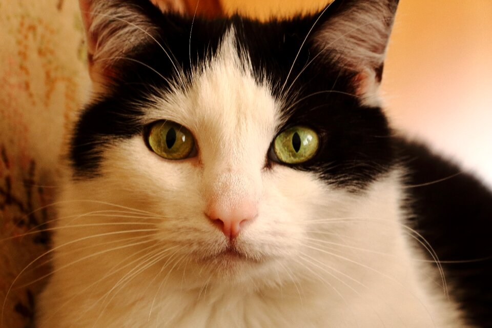 Kitten mieze close up