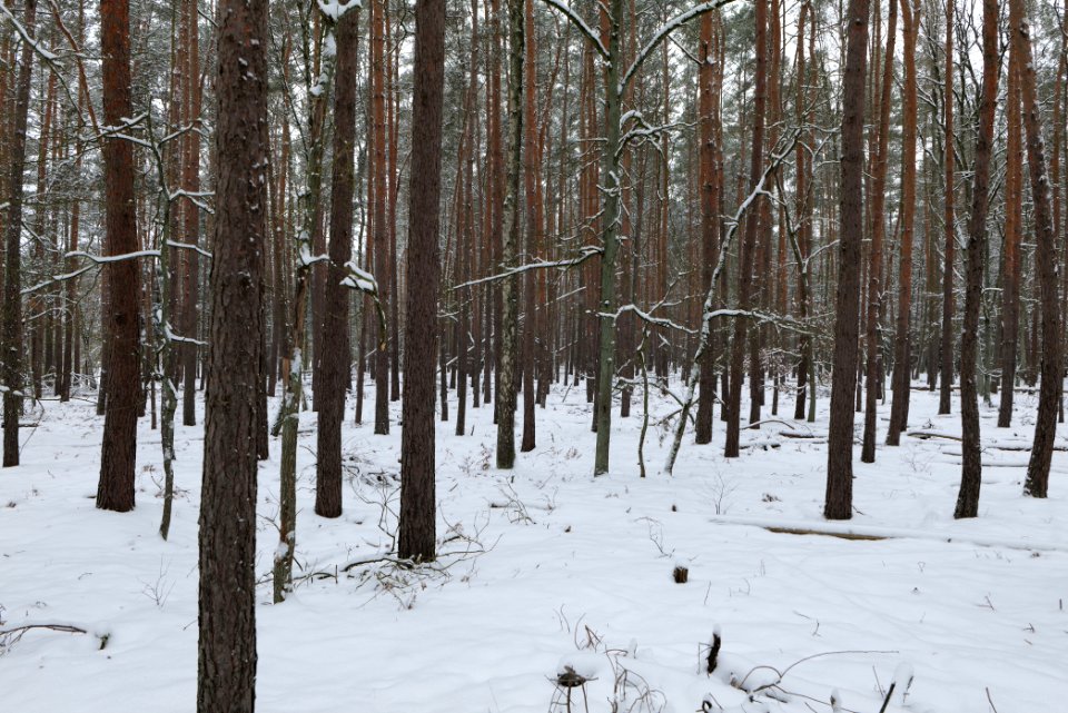 Rohrpfuhl nature reserve with snow 2021-02-09 03