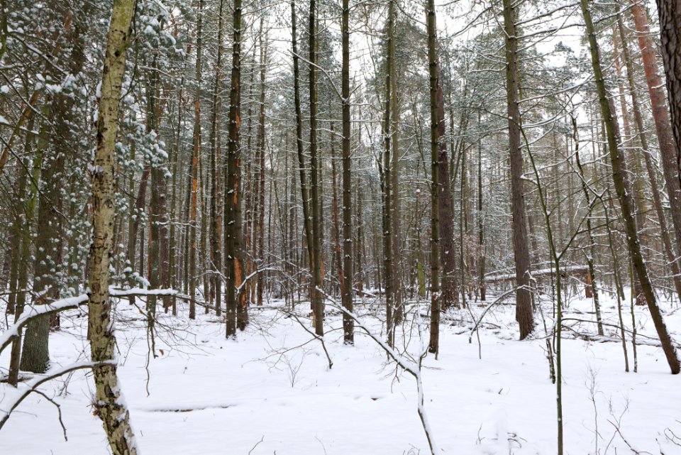 Rohrpfuhl nature reserve with snow 2021-02-09 04