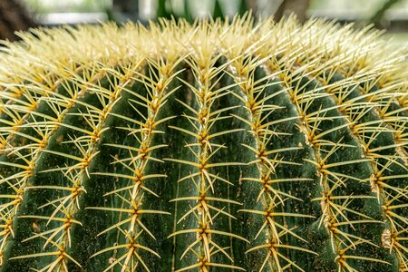 Plant close up desert