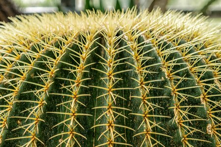 Plant close up desert photo