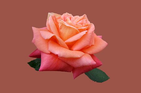 Close up rose bloom bad kissingen