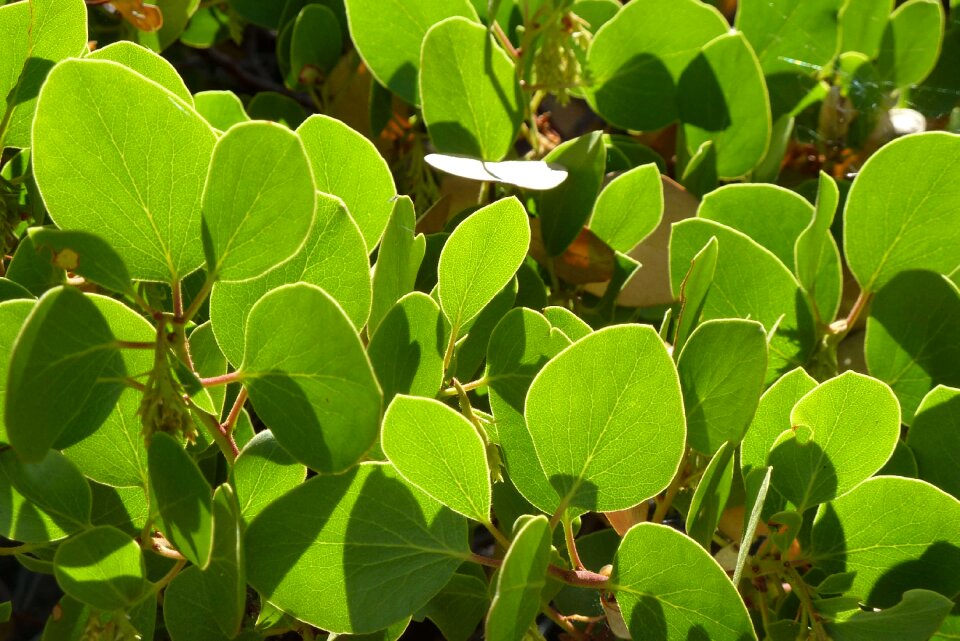 Sunlit plant vibrant photo