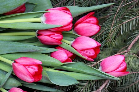 Posy spring nature