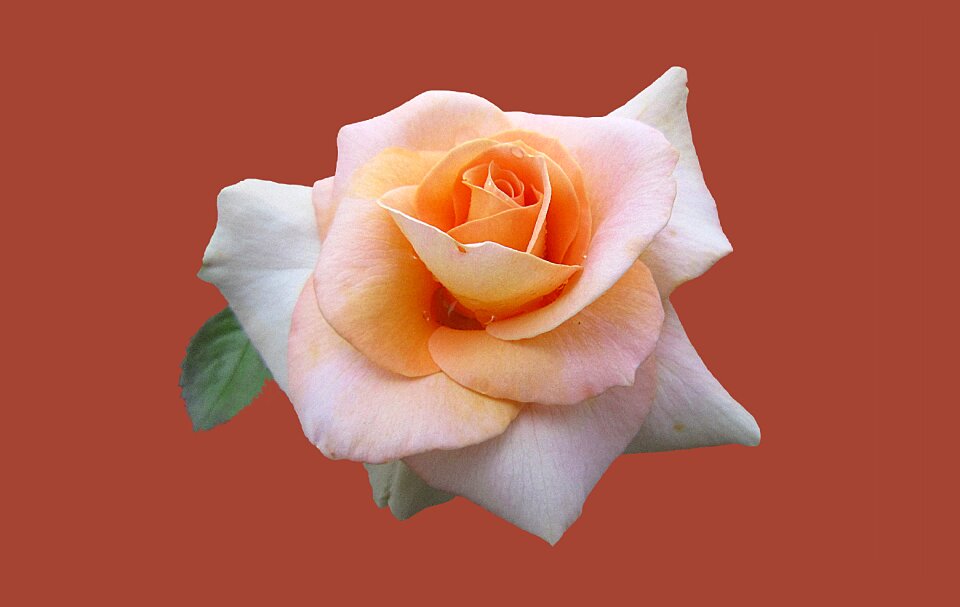 Close up rose bloom bad kissingen