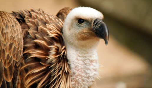 Raptor wild birds zoo