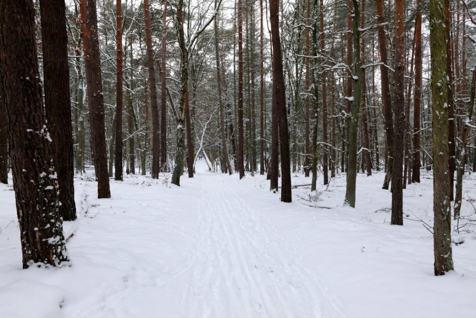 Rohrpfuhl nature reserve with snow 2021-02-09 02