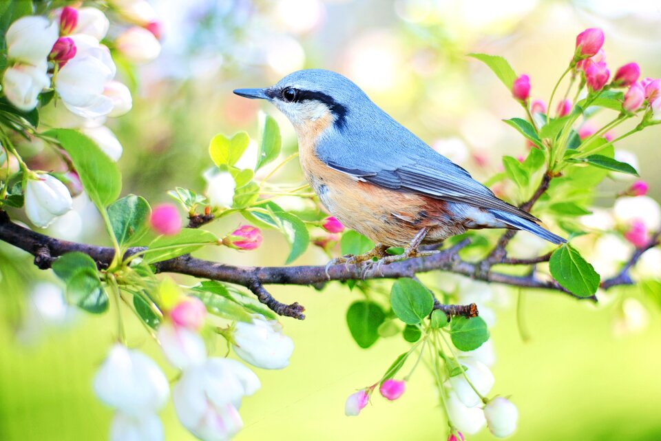 Blue nature branch