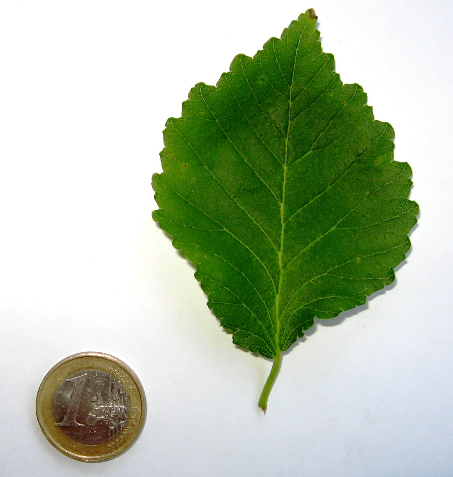 RN Ulmus minor Umbraculifera leaf