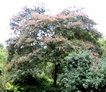 RN Jacan (hilliers arboretum ampfield)