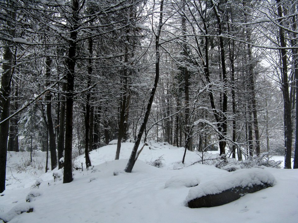 RO Bucharest Botanical Garden winter 000