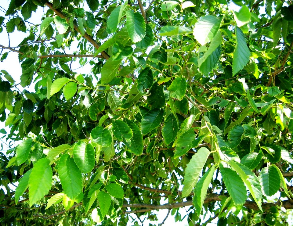 RN Ulmus Homestead foliage