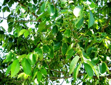RN Ulmus Homestead foliage