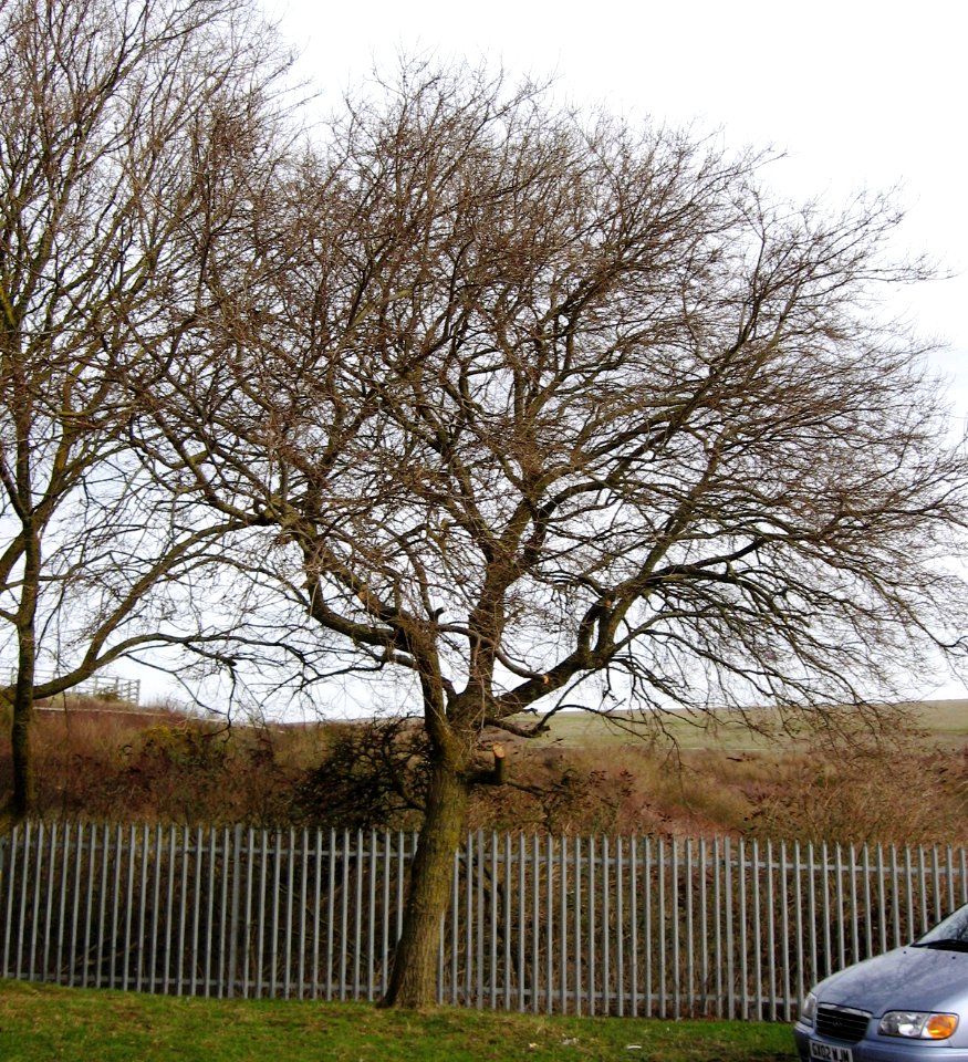 RN Ulmus pumila Hansen Wilson Avenue S.D.Leisure Centre Brighton