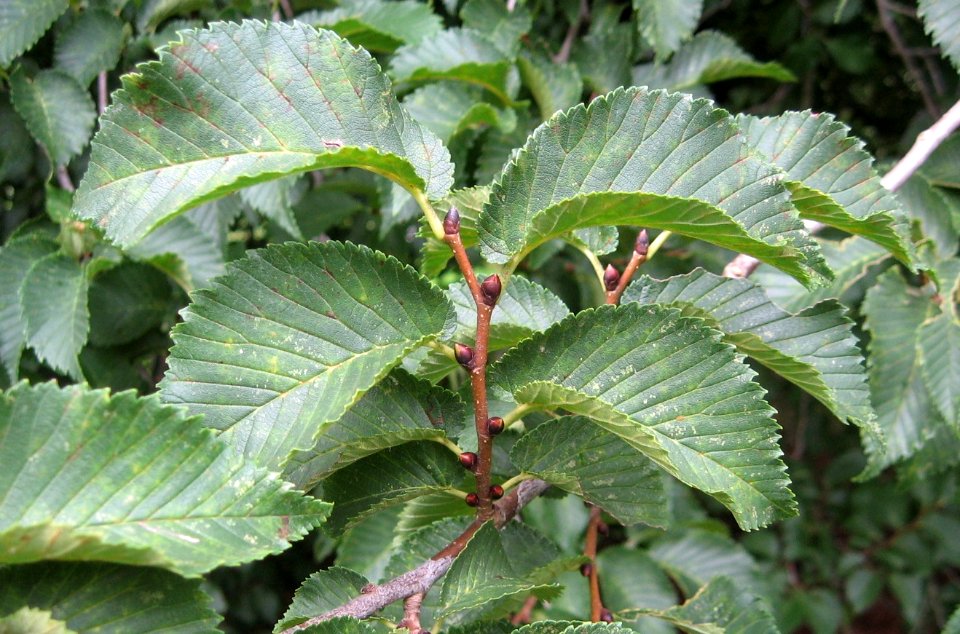 RN Ulmus Plantijn leaves