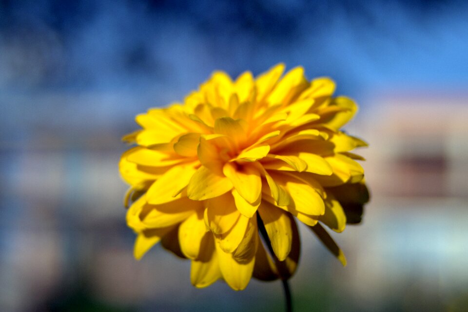 Yellow the petals a lot of flakes