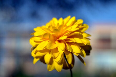 Yellow the petals a lot of flakes