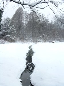 RO Bucharest Botanical Garden winter 003