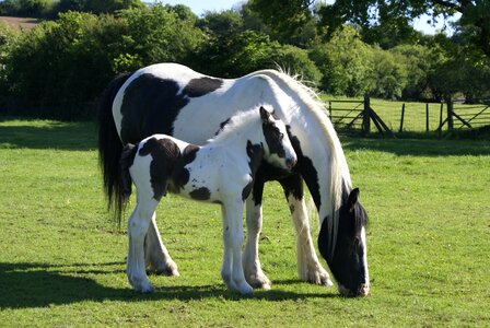 Mare equine nature