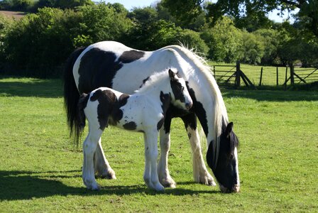 Mare equine nature photo