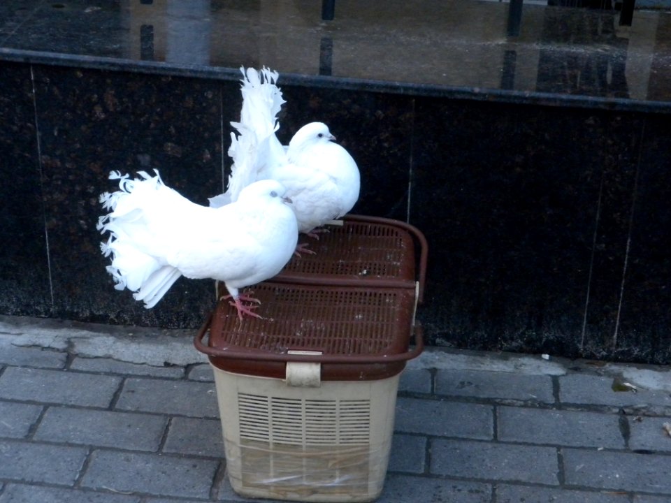 RND-Budenovsky-Cirkus Doves
