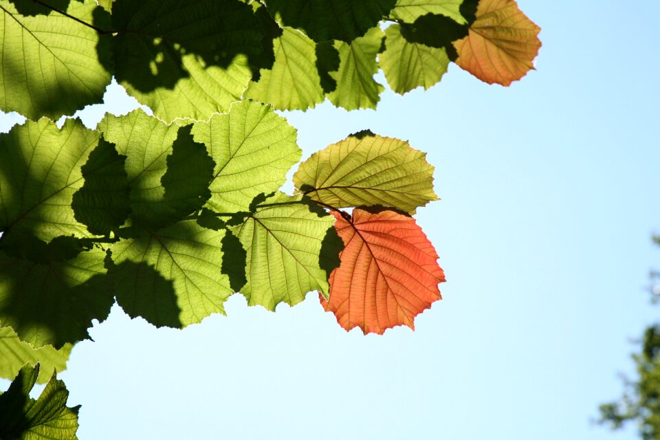 Autumn impression nature