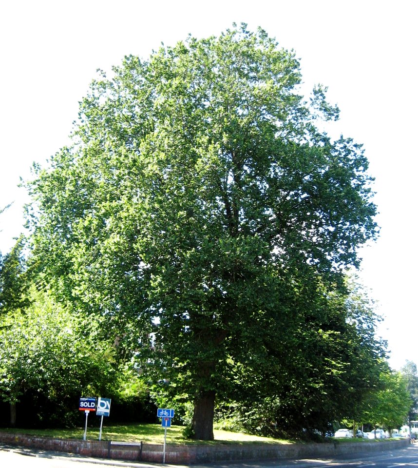RN Ulmus hollandica 'Major' (Brighton)