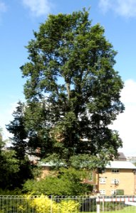 RN Unknown Ulmus (grove hill brighton)