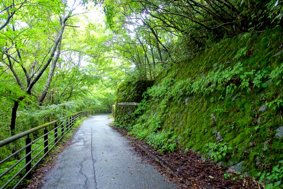 Road to Kuzuryū-jinja - Hakone, Japan - DSC05643