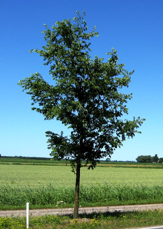 RN Ulmus Homestead (N360 Ten Boer)