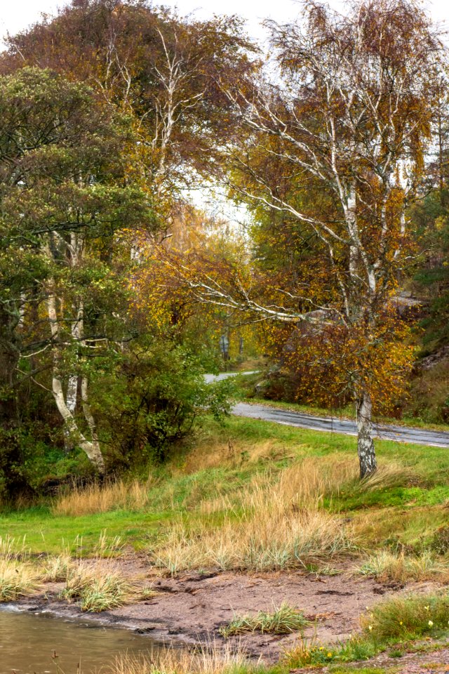 Road to Sandvik shore in rain 2