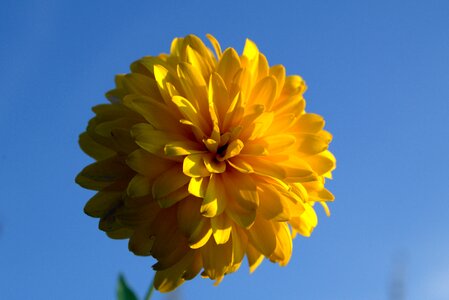 Yellow the petals a lot of flakes