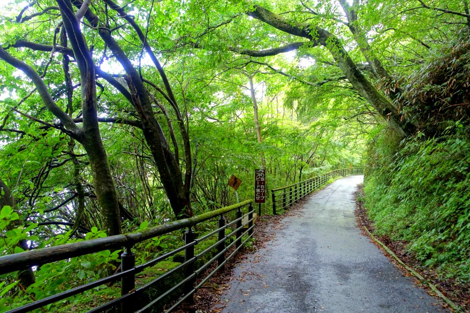 Road to Kuzuryū-jinja - Hakone, Japan - DSC05639