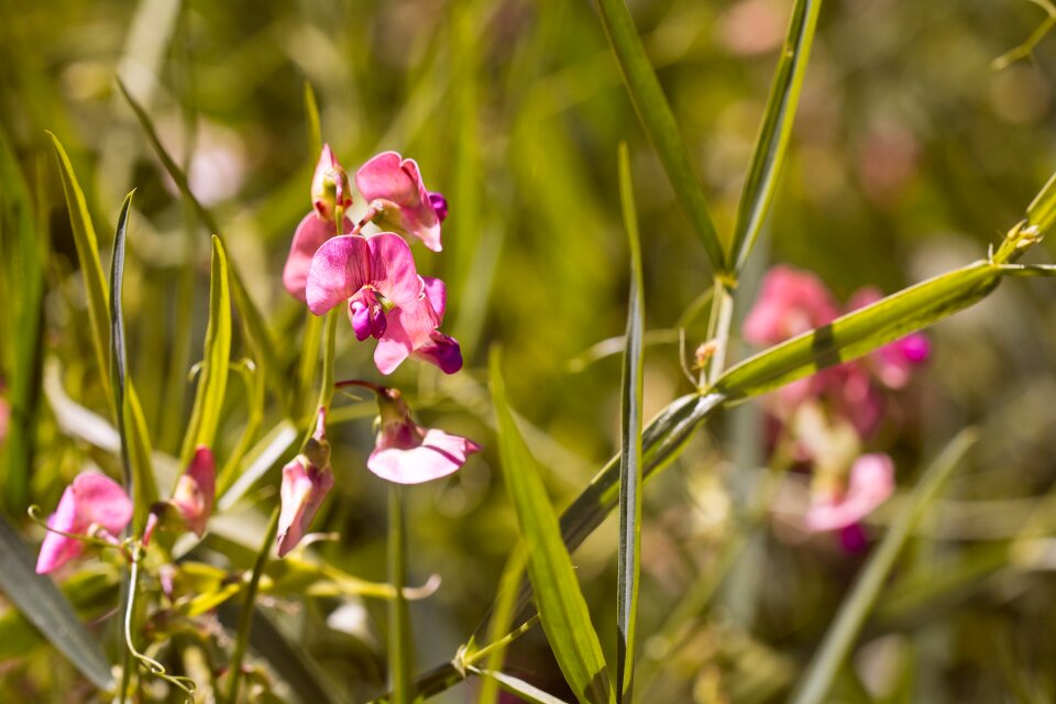 Flowers pink flowers nature