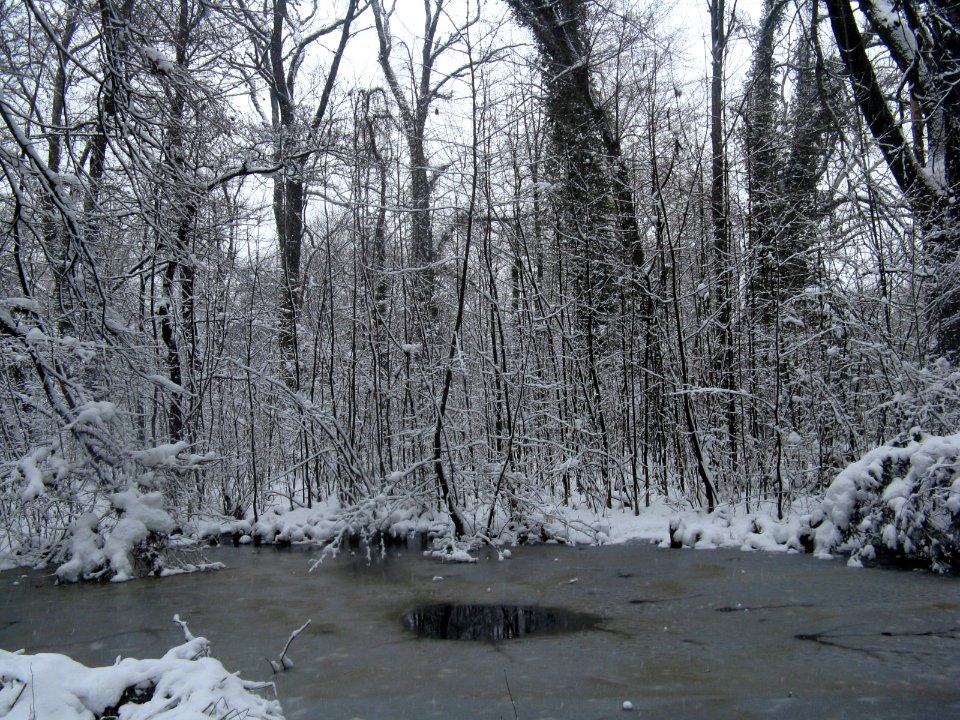 RO Bucharest Botanical Garden winter 001