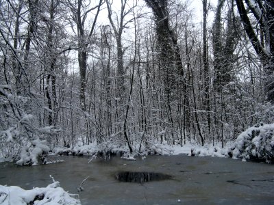 RO Bucharest Botanical Garden winter 001