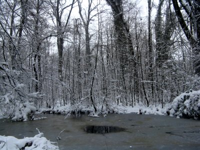 RO Bucharest Botanical Garden winter 001 photo