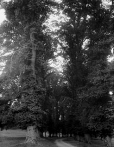 Road through woods (1294728)