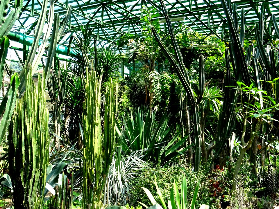 RO Bucharest Botanical Garden new greenhouse 05