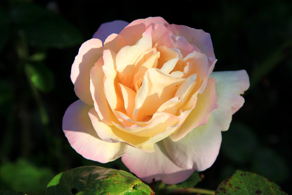 Nature impression rose blooms