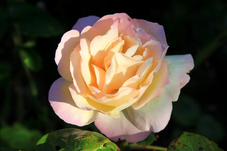 Nature impression rose blooms