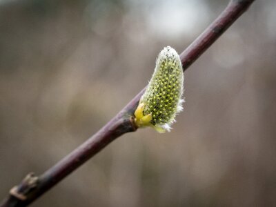 Fluff spring bud