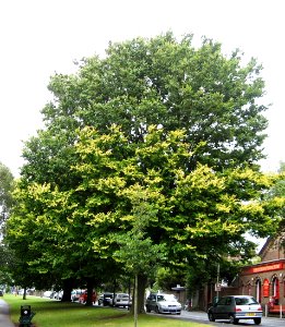 RN Ulmus minor Louis van Houtte (dyke road brighton)