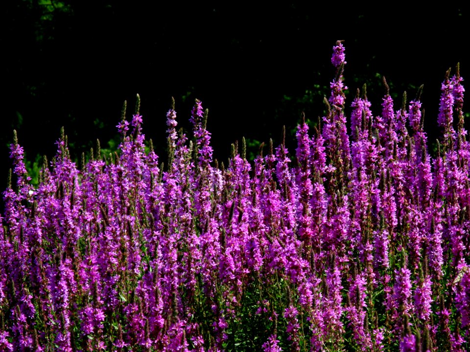 RO Bucharest Botanical Garden plant 003