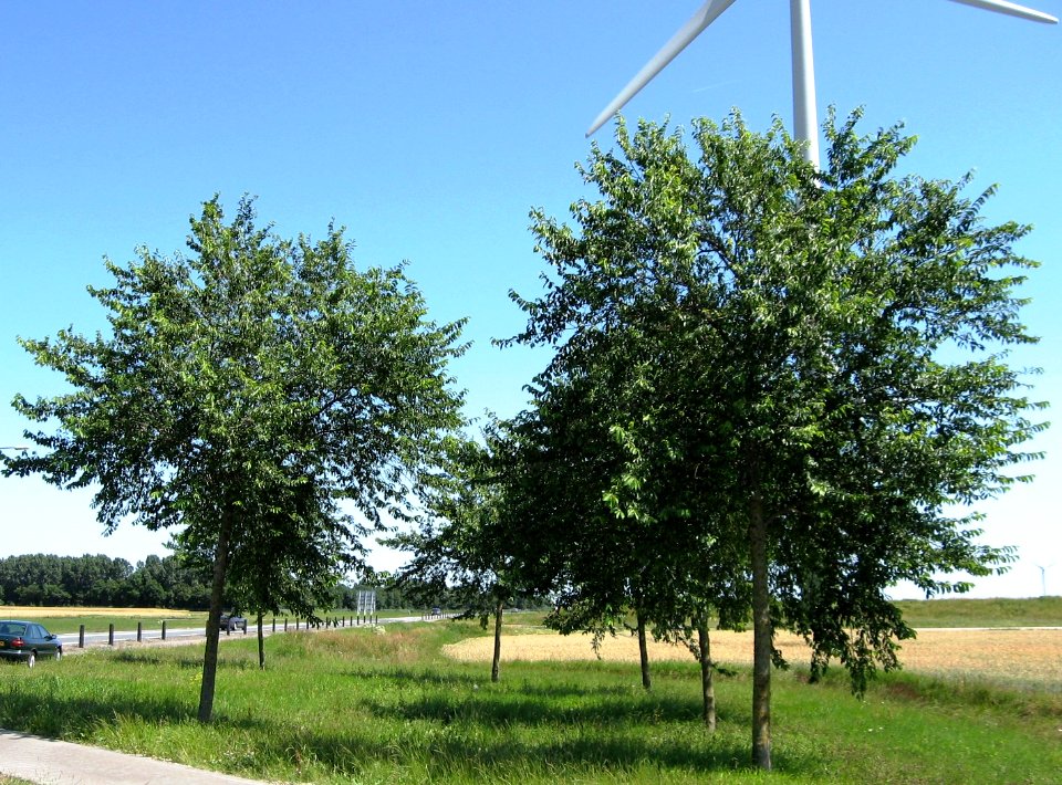 RN Ulmus hollandica Pioneer