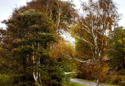 Road to Sandvik shore in rain 4 photo